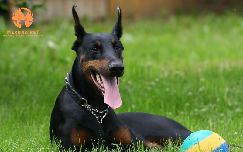 Khám Phá Thế Giới Chó Doberman: Mua Bán Uy Tín Tại TP.HCM, Bình Dương, Đồng Nai